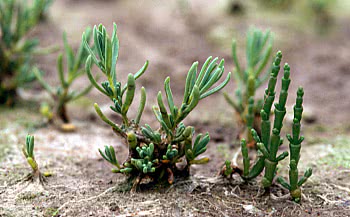 Suaeda maritima (left) and Salicornia sp. (right)